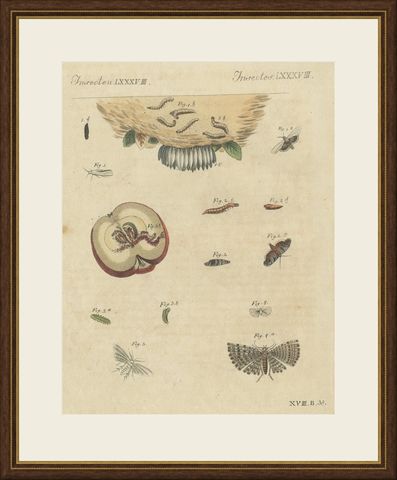 Fruit Moths with Caterpillar in a Cut Apple, Antique Bertuch Print, circa 1815, shown framed