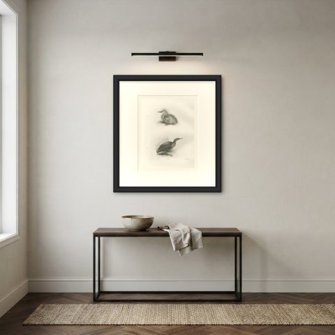 Night Heron Chick and Spotted Juvenile after Lilian Medland, c. 1909, shown framed on a wall