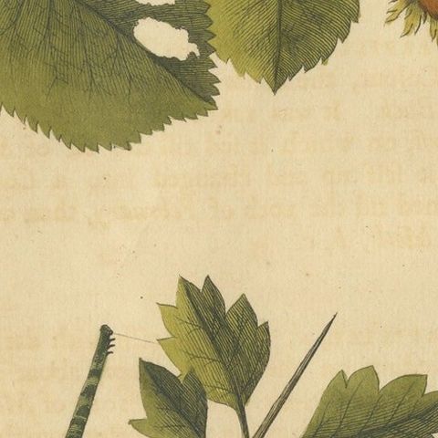 English Moths on Hazel Branch with Nuts, Antique Insect Engraving, Albin 1720, close-up 2