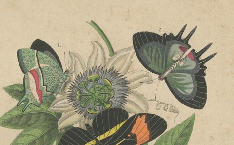 1867 Hand-Colored Lithograph of South American Butterflies and Passionflower, close-up 2