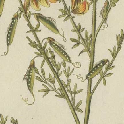 Scotch Broom Botanical Engraving - Icones Plantarum Medicinalium, 1788, close-up 5
