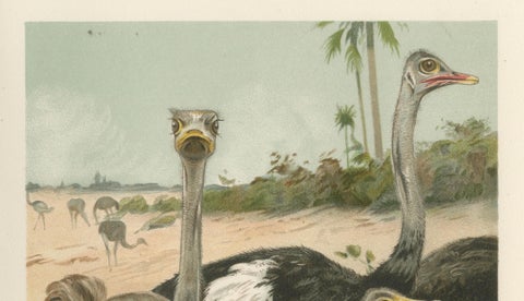 Antique Ostrich Print Exotic Birds Africa Scene Chromolithograph c.1895, close-up 4
