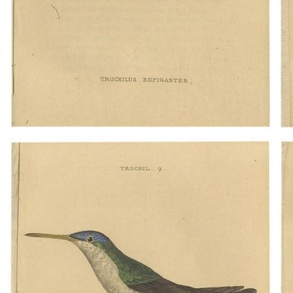Hummingbird Bird Prints, Handcolored Fiery-Tailed Hummingbirds by Jardine, 1837, close-up 1
