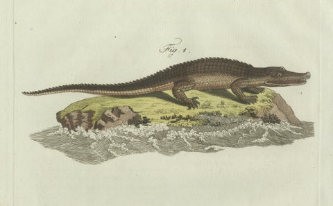 Original Antique Print of American Crocodile and Gharial by Bertuch, 1802, close-up 5