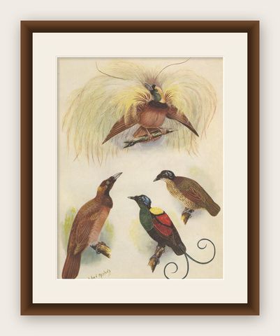 Antique Print of the Greater Bird of Paradise & the Bare-Headed Little King, shown framed