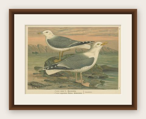 Antique Bird Print of Gulls on Rocky Coastline, 19th Century Seabirds, shown framed
