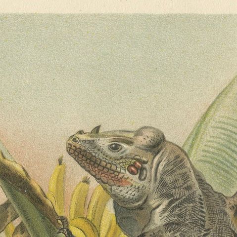 The Black Iguana on Banana Tree, Antique Reptile Natural History Print, 1895, close-up 5