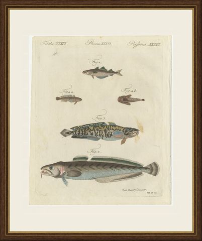 Ling, Burbot, Pollack and Toadfish, Antique Bertuch Print, circa 1805, shown framed