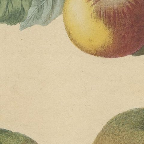 Antique Print of Pomme d'Api, Padly's Pippin and Bigg's Nonsuch Apples, close-up 6
