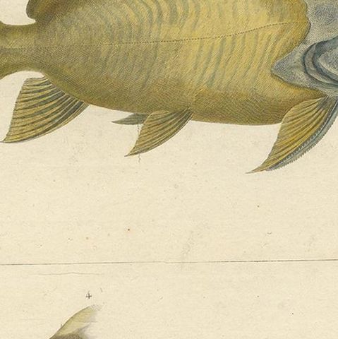 Antique Fish Print of the Synodontis Membranacea and Pimelodus Clarias, 1809, close-up 2