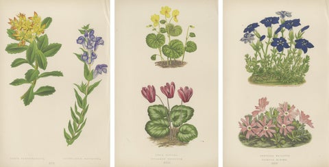 Victorian Triptych of Alpine Flowers with Gentian, Cyclamen and Sedum 1874, view 6