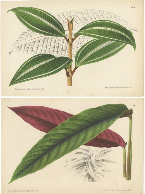 Set of 2 Antique Botany Prints, Miconia, Calathea '1873', view 4