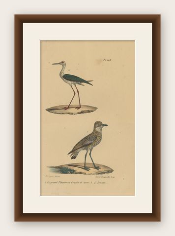 Pl. 149 Antique Bird Print of Plover Species by Lejeune 'c.1830', shown framed