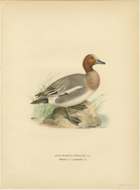 1929 Swedish Ornithology Lithographs, Eurasian Wigeon Trio, view 2