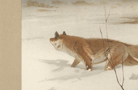 Common Fox in Winter Landscape, Antique Animal Chromolithograph, 1894, view 3