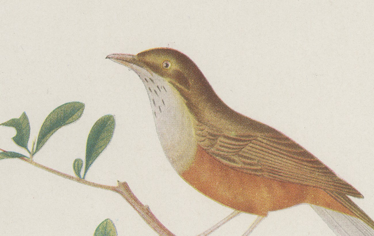 Thrushes, Brazilian Bird Print, Descourtilz, 1944, view 3