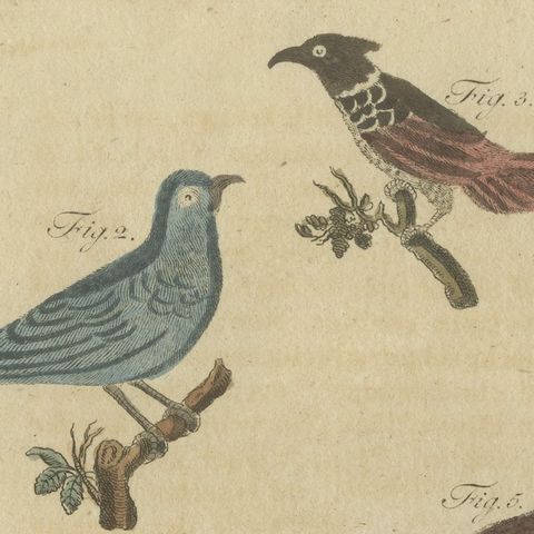 Eight Cuckoos from Around the World, Antique Bertuch Print, circa 1805, close-up 5