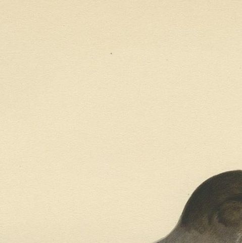 Antique Bird Print of The Siberian Jay by Von Wright, 1927, close-up 1