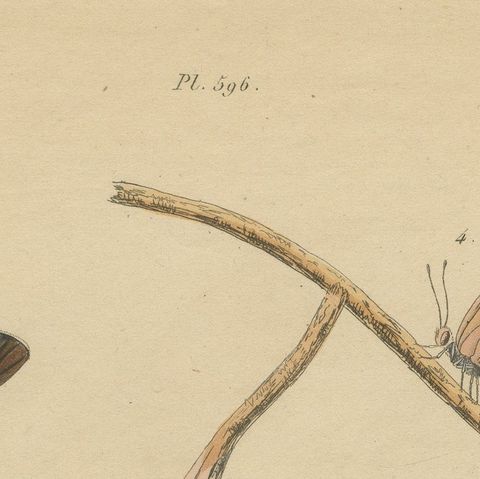 Polyommatus Butterflies & Caterpillars by Aug. Duméril, circa 1830, close-up 6