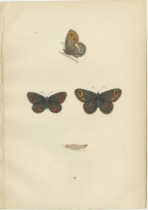 Victorian Era British Lepidoptera: A Hand-Colored Legacy, 1890, view 2
