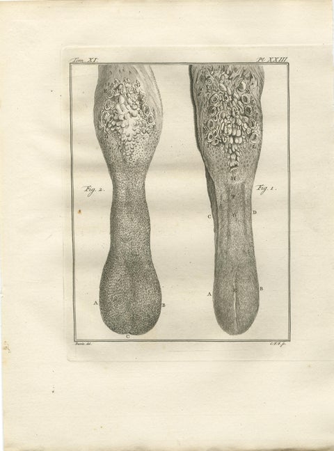 Pair of Antique Camel Anatomy Engravings, Buffon Scientific Plates 1769, view 2