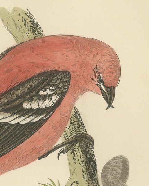 White Winged Crossbill with Larch Cones, Hand Colored Bird Print, 1896, close-up 1