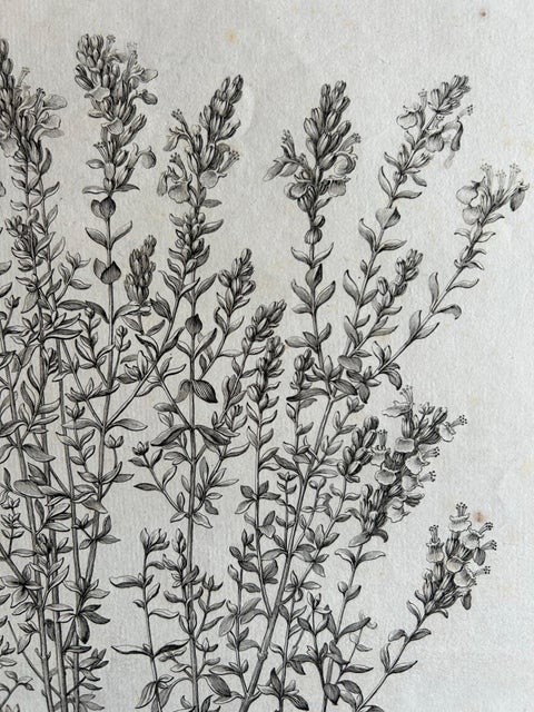 Syrian Oregano (Origanum Syriacum), Antique Botanical Engraving c.1676, view 6