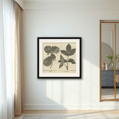 Antique Botany Print of Alnus And Fraxinus by Le Bas, 1752, shown framed in a room