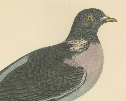 Ring Dove or Wood Pigeon on a Mossy Bough, Hand Colored Print, Morris, 1896, close-up 1
