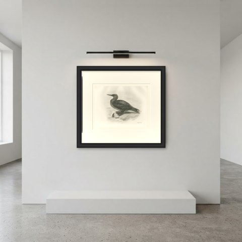 Young Gannet in Speckled Juvenile Plumage after Lilian Medland, c. 1909, shown framed in a room