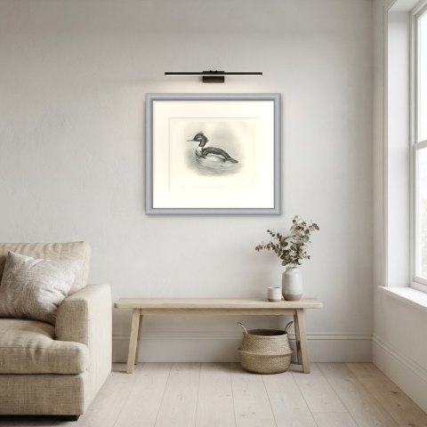 Red-breasted Merganser Drake, Plate CXCII after Lilian Medland, c. 1909, shown framed in a room