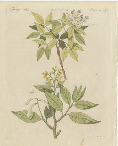 Two Flowering Tree Branches, Antique Bertuch Print, circa 1805
