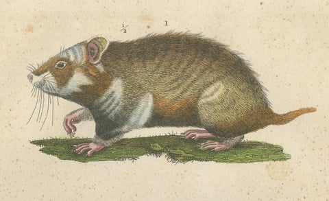 Antique Engraving of Rodents: Hamster, Jerboa, Pocket Gopher, and Beaver - 1825, close-up 4