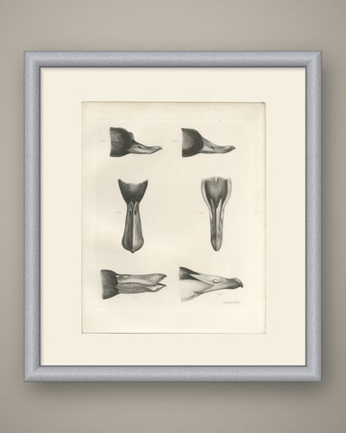 Bills and Feet of the Wildfowl, circa 1909, shown framed
