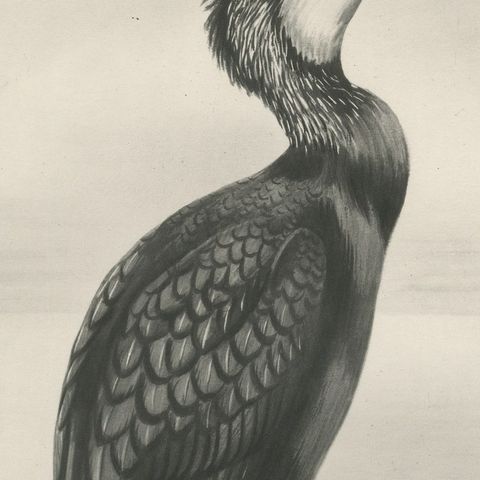 Great Cormorant, Antique Bird Print after Lilian Medland, circa 1909, close-up 3