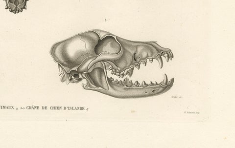 Rare Engraved Prints of Skulls of an Eskimo Dog and The Icelandic SheepDog, 1842, close-up 2