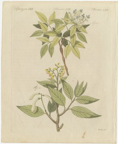 Two Flowering Tree Branches, Antique Bertuch Print, circa 1805, view 2