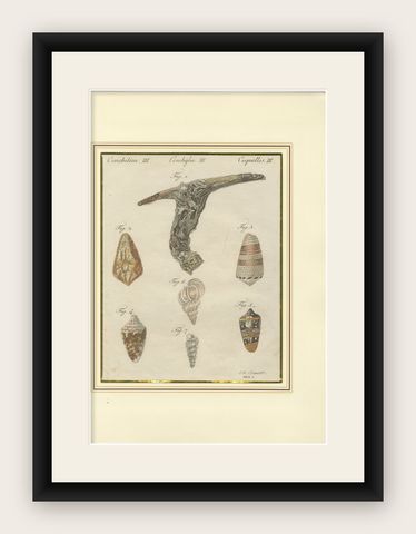 Antique Exotic Seashells & Cone Shells Engraving, Bertuch, c.1800, shown framed