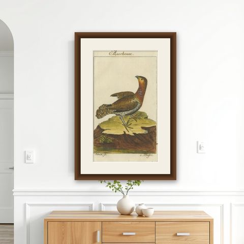Antique Bird Print of a Western Capercaillie or Wood Grouse Hen, shown framed on a wall