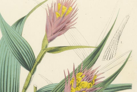 Caravata Plant Botanical Illustration by Louis van Houtte, 19th Century, close-up 1