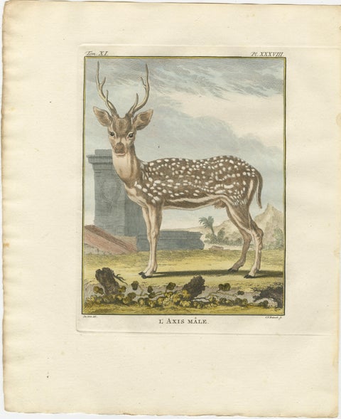 Buffon Axis Deer Prints Set of 3, Male Female & Skeleton, 1775, view 4