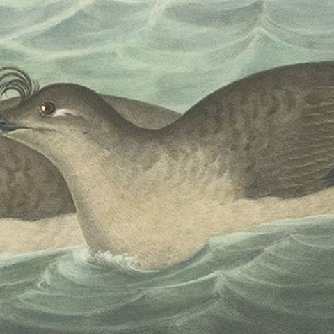 Rare Original Old Bird Print Depicting the Pacific Dovekie, 1869, close-up 3