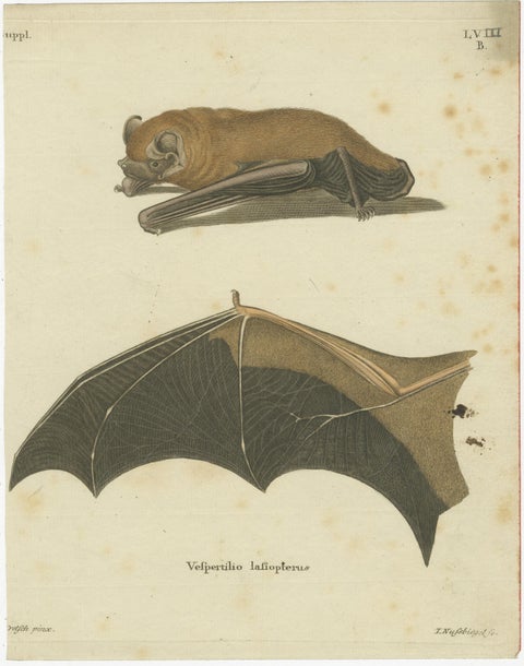 An Engraved Glimpse into the Nocturnal Ballet of Bats, circa 1774, view 2