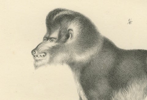 Macaque, Mandrill & Dikbuik Monkeys, Lithographs by C.C. Last, 1836, close-up 5