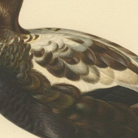 Antique Bird Print of a Male Common Eider by Von Wright, '1929', close-up 2