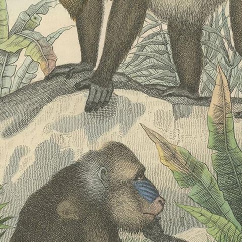 Antique Print of Baboons, the World's Largest Monkeys, 1859, close-up 2