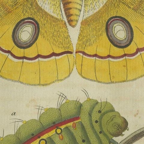 Splendid Saturn Moth and Green Hawkmoth: Exquisite Insects from a 1805 Work, close-up 5