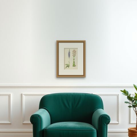 Spiked Speedwell and Alpine Catchfly hand-coloured botanical print 1874, shown framed on a wall
