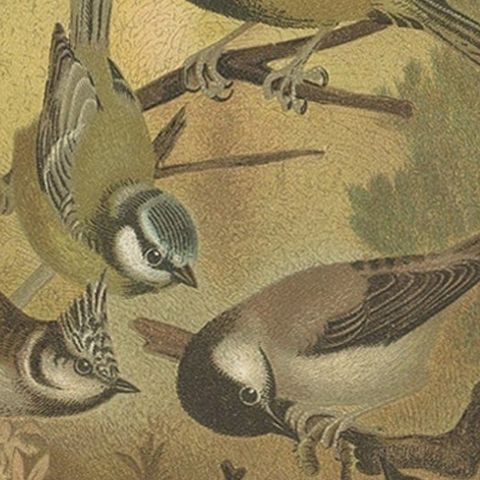 Antique Bird Print of Titmouses by American Lithographer Prang, 1898, close-up 2