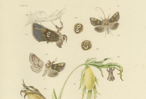 Antique Dutch Plusia Moneta Moth Diptych, Hand-Colored by Sepp & Brants, 1908, close-up 4